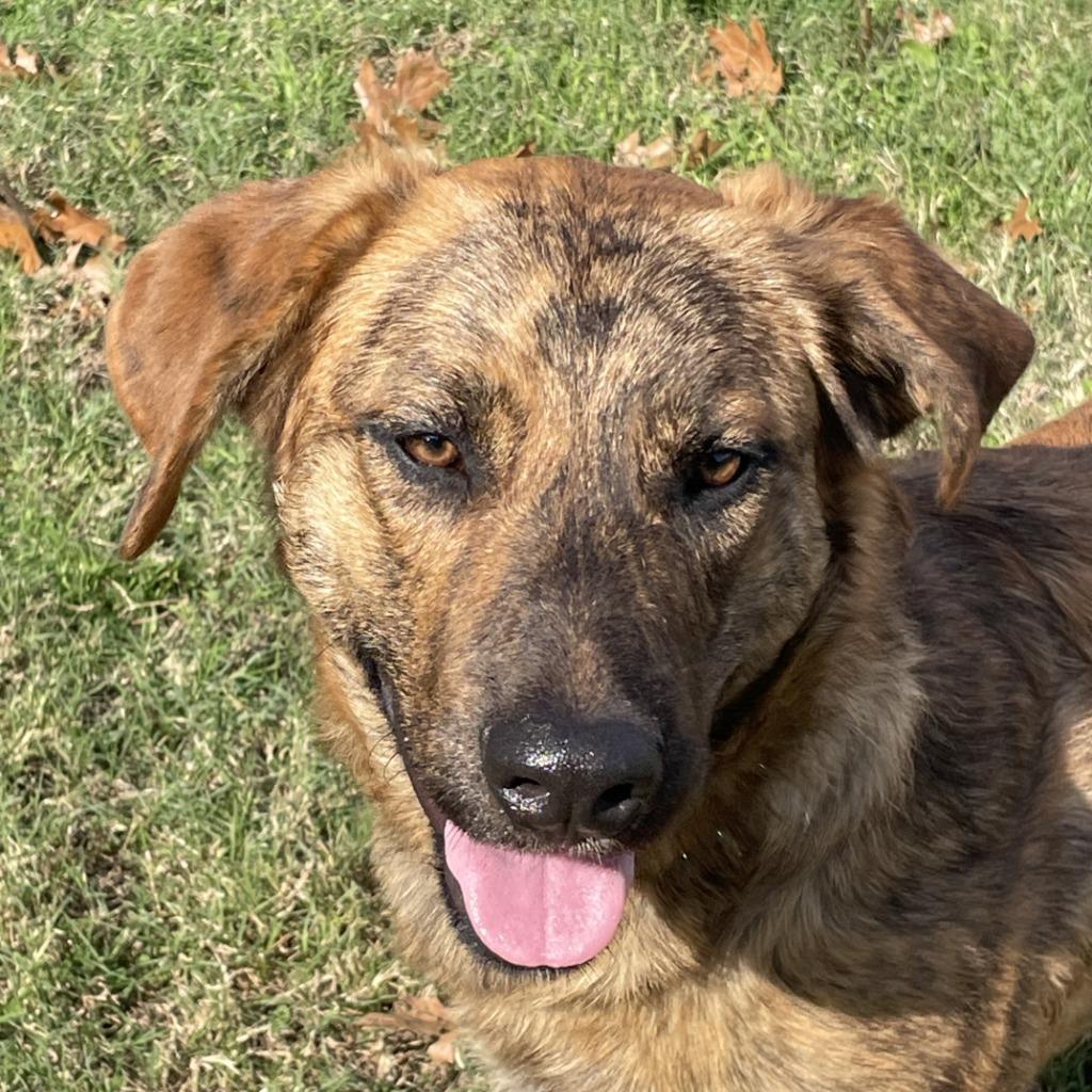 Ranger, Adoptable, Young Male Black Mouth Cur.