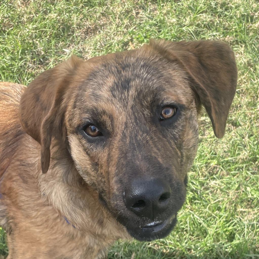 Enlarge Ranger, a Adoptable Black Mouth Cur in Brenham, TX image 4/6