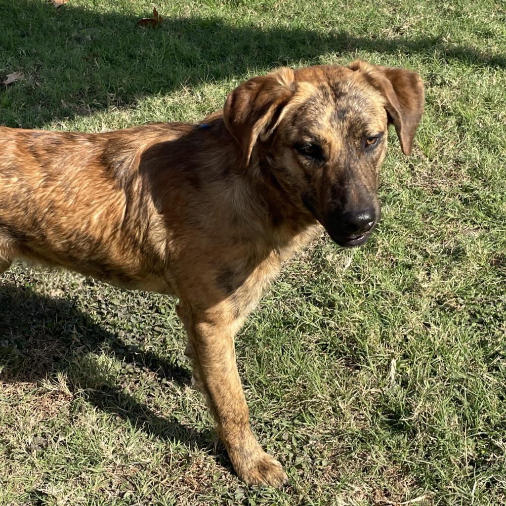 Enlarge Ranger, a Adoptable Black Mouth Cur in Brenham, TX image 5/6