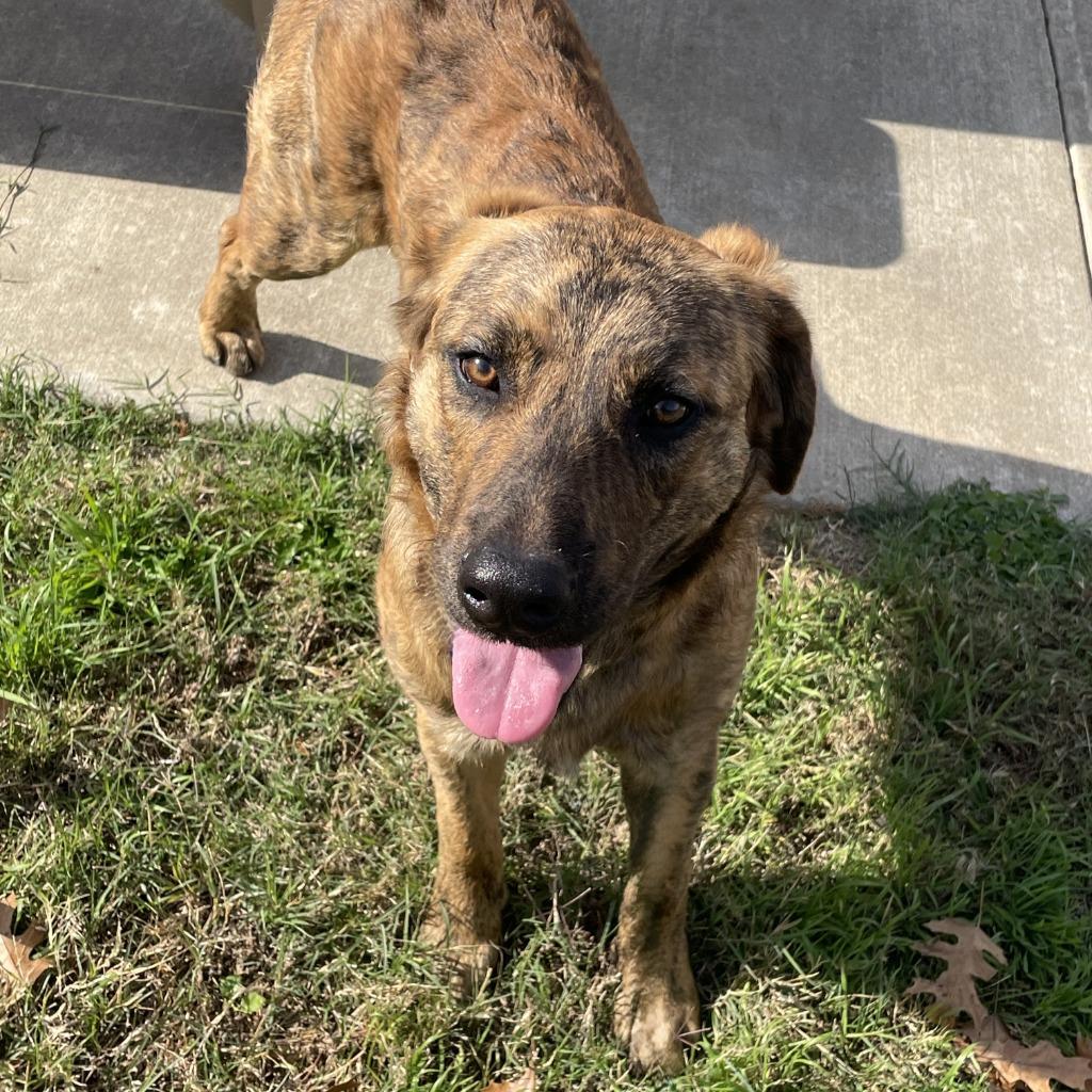 Enlarge Ranger, a Adoptable Black Mouth Cur in Brenham, TX image 3/6