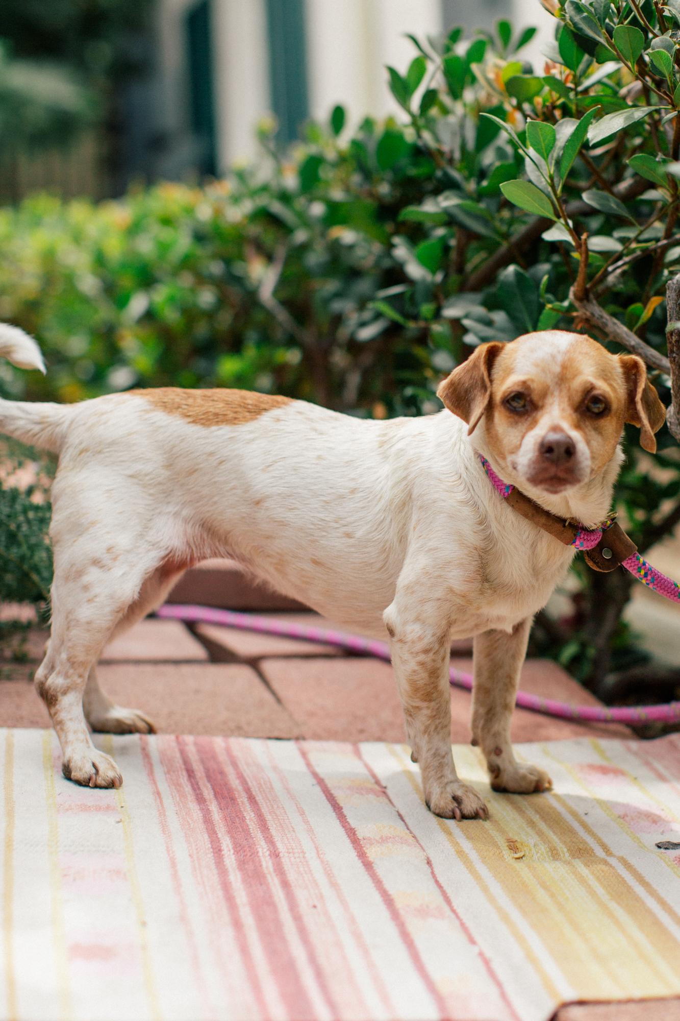 Enlarge Conchita, a Adopted mixed breed in Los Angeles, CA image 5/6