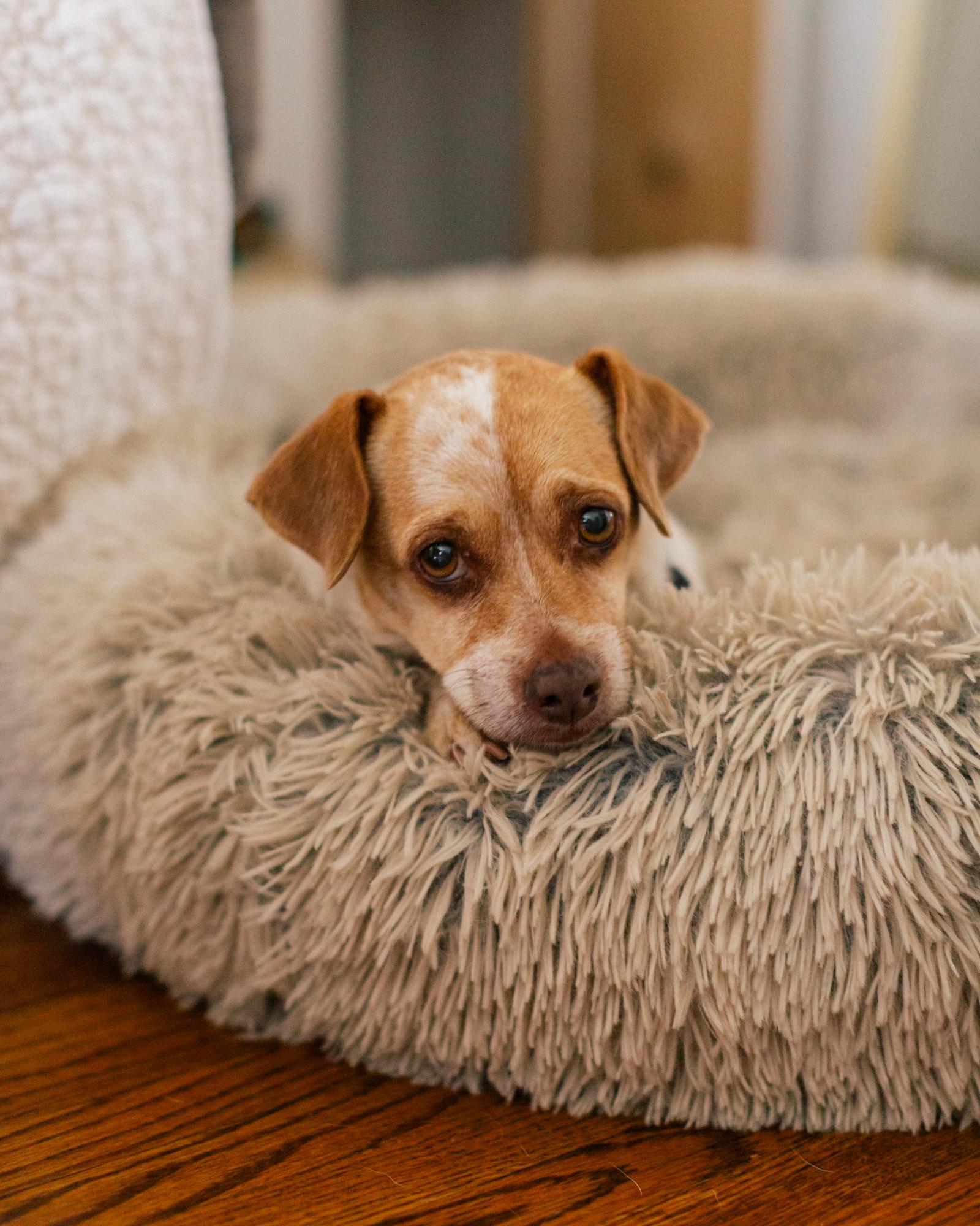 Enlarge Conchita, a Adopted mixed breed in Los Angeles, CA image 3/6