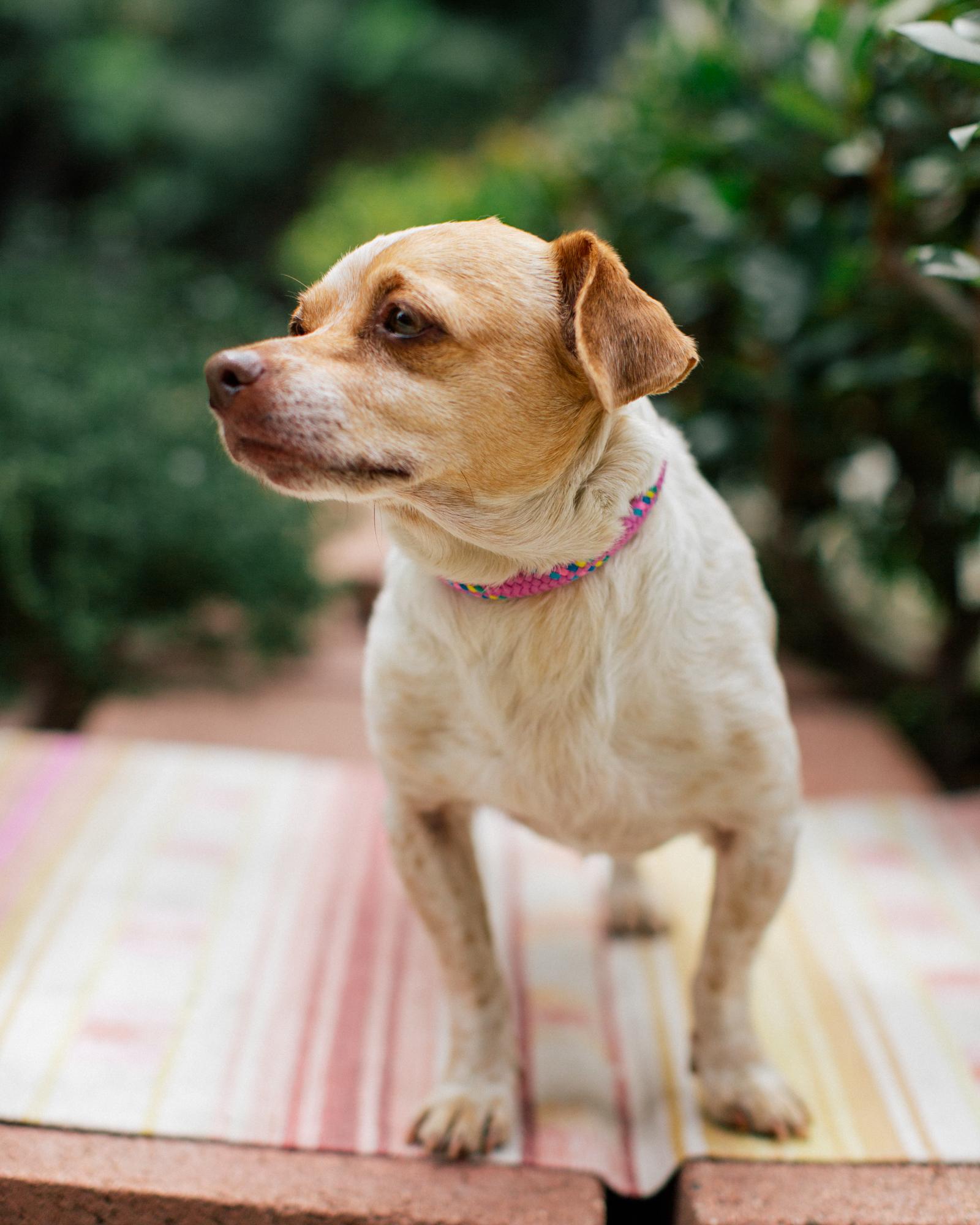 Enlarge Conchita, a Adopted mixed breed in Los Angeles, CA image 4/6