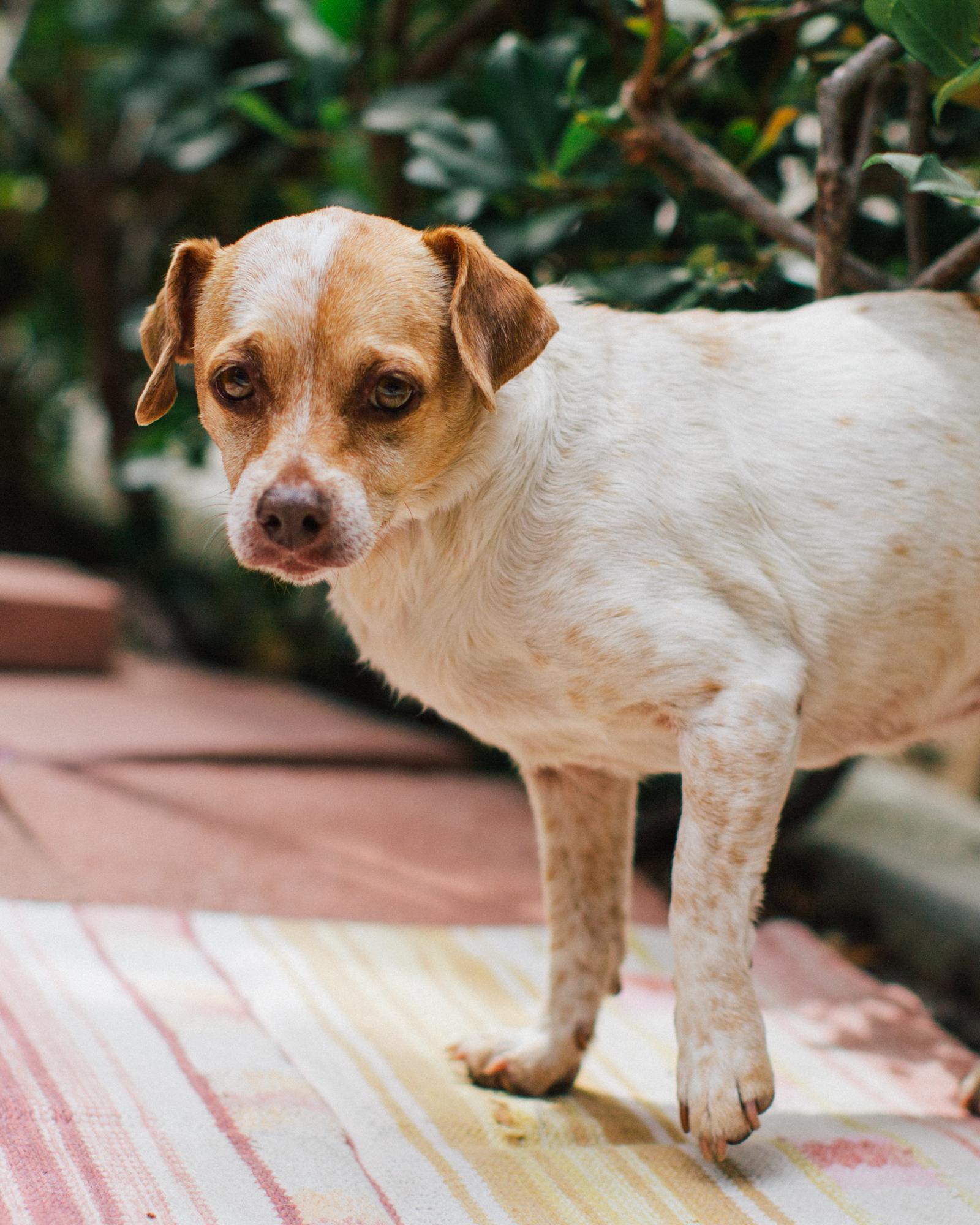 Enlarge Conchita, a Adopted mixed breed in Los Angeles, CA image 2/6