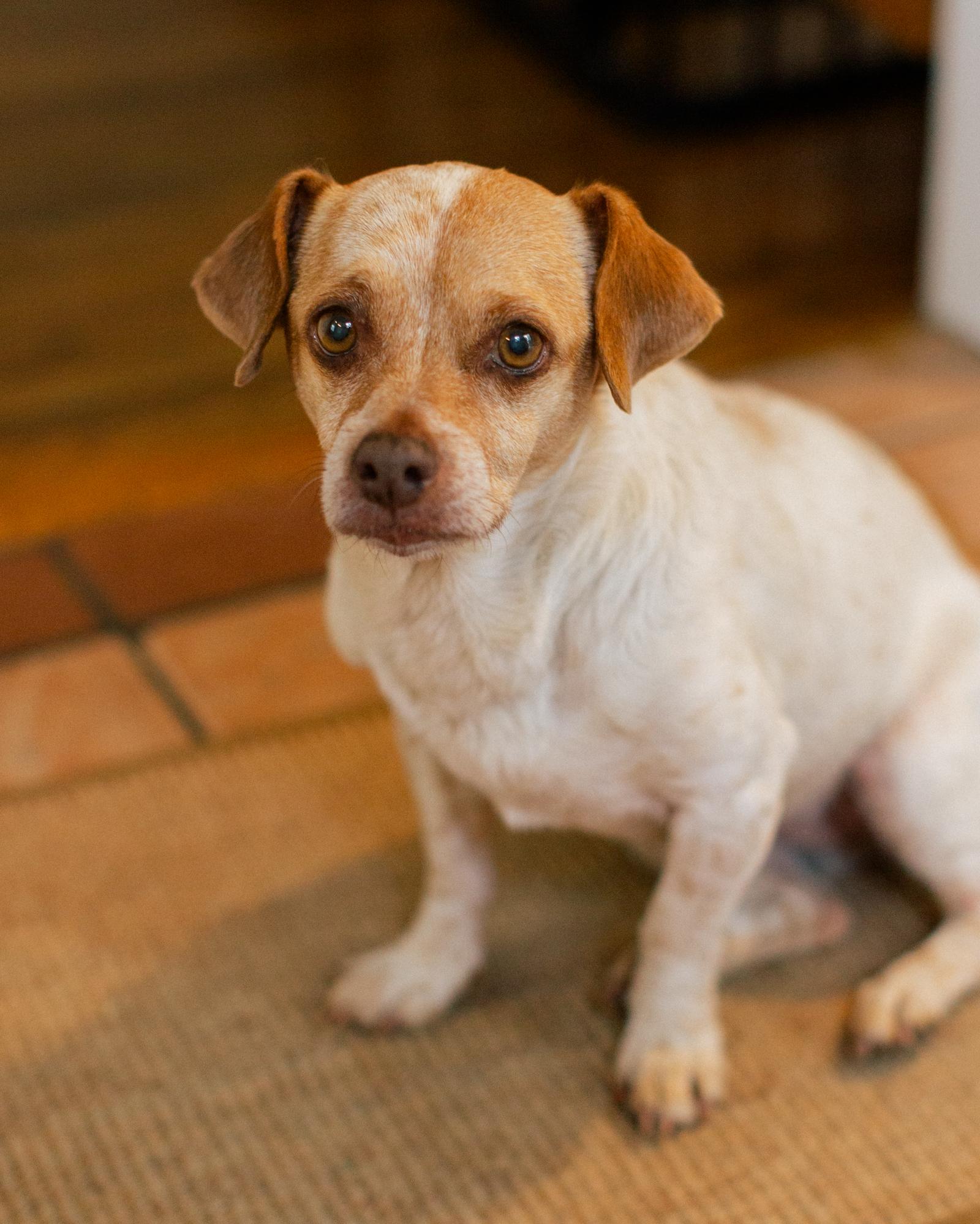 Enlarge Conchita, a Adopted mixed breed in Los Angeles, CA image 1/6