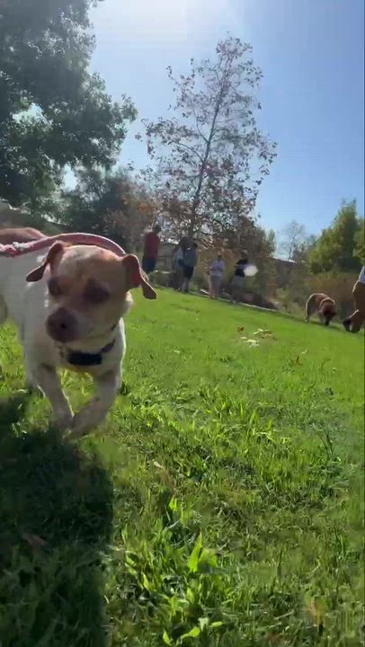 Enlarge Conchita, a Adopted mixed breed in Los Angeles, CA video 6/6