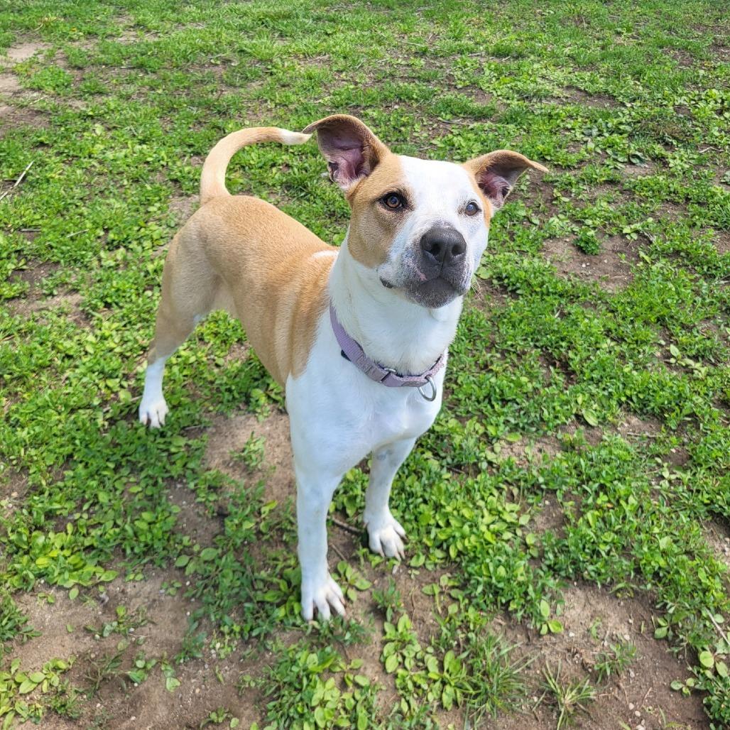 Nutmeg, Adoptable, Adult Female Terrier & Mixed Breed.