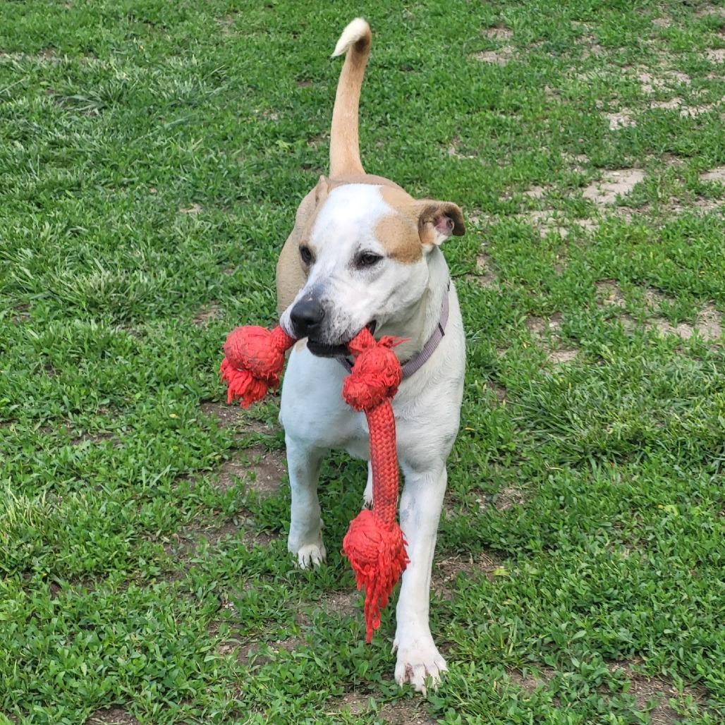 Enlarge Nutmeg, a Adoptable mixed breed in Brookfield, WI image 2/6