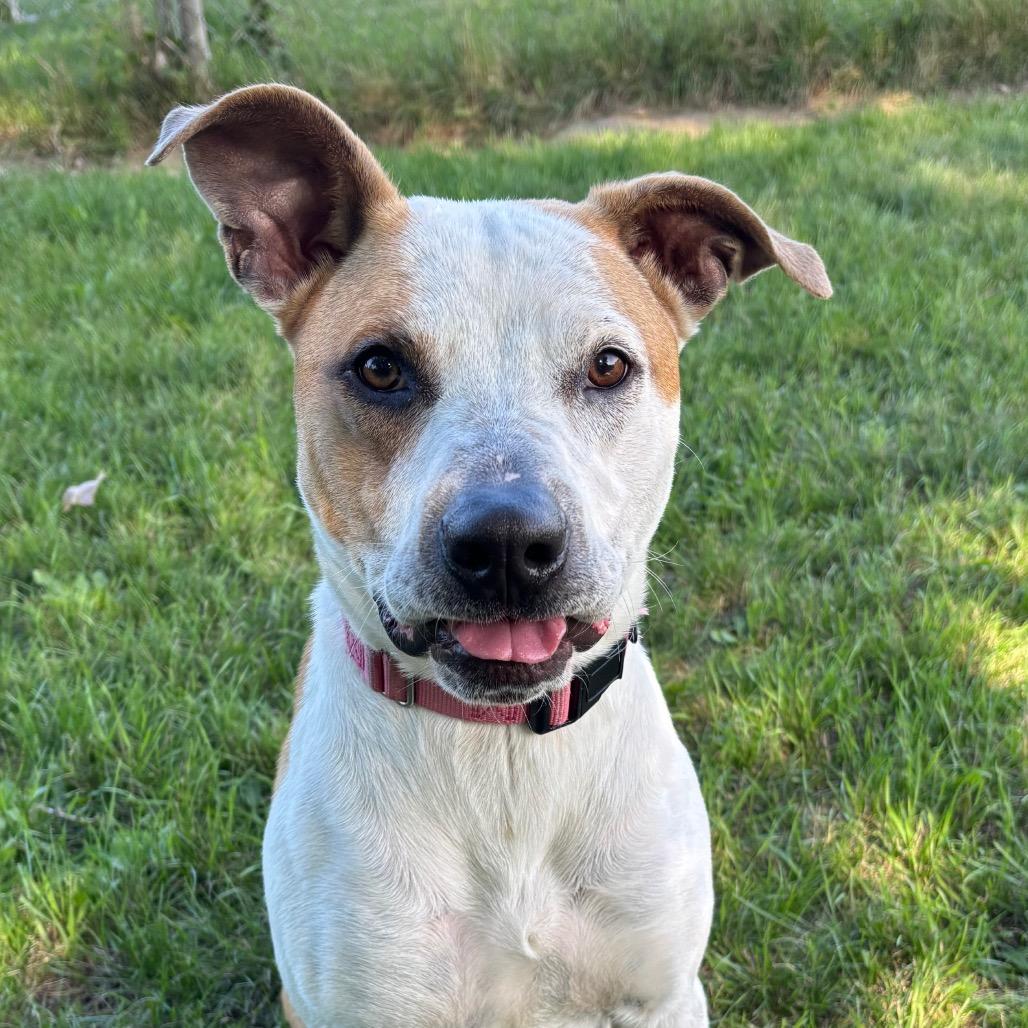 Enlarge Nutmeg, a Adoptable mixed breed in Brookfield, WI image 2/6