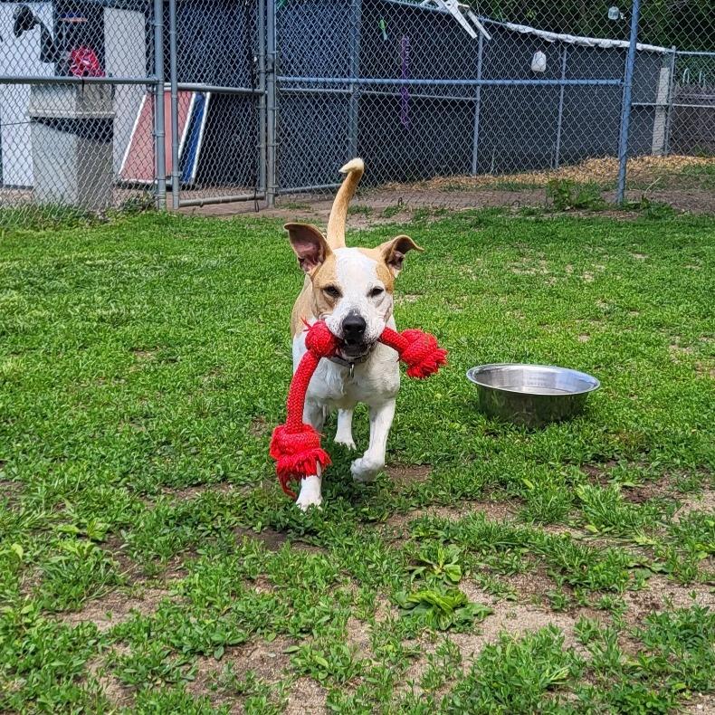 Enlarge Nutmeg, a Adoptable mixed breed in Brookfield, WI image 3/6