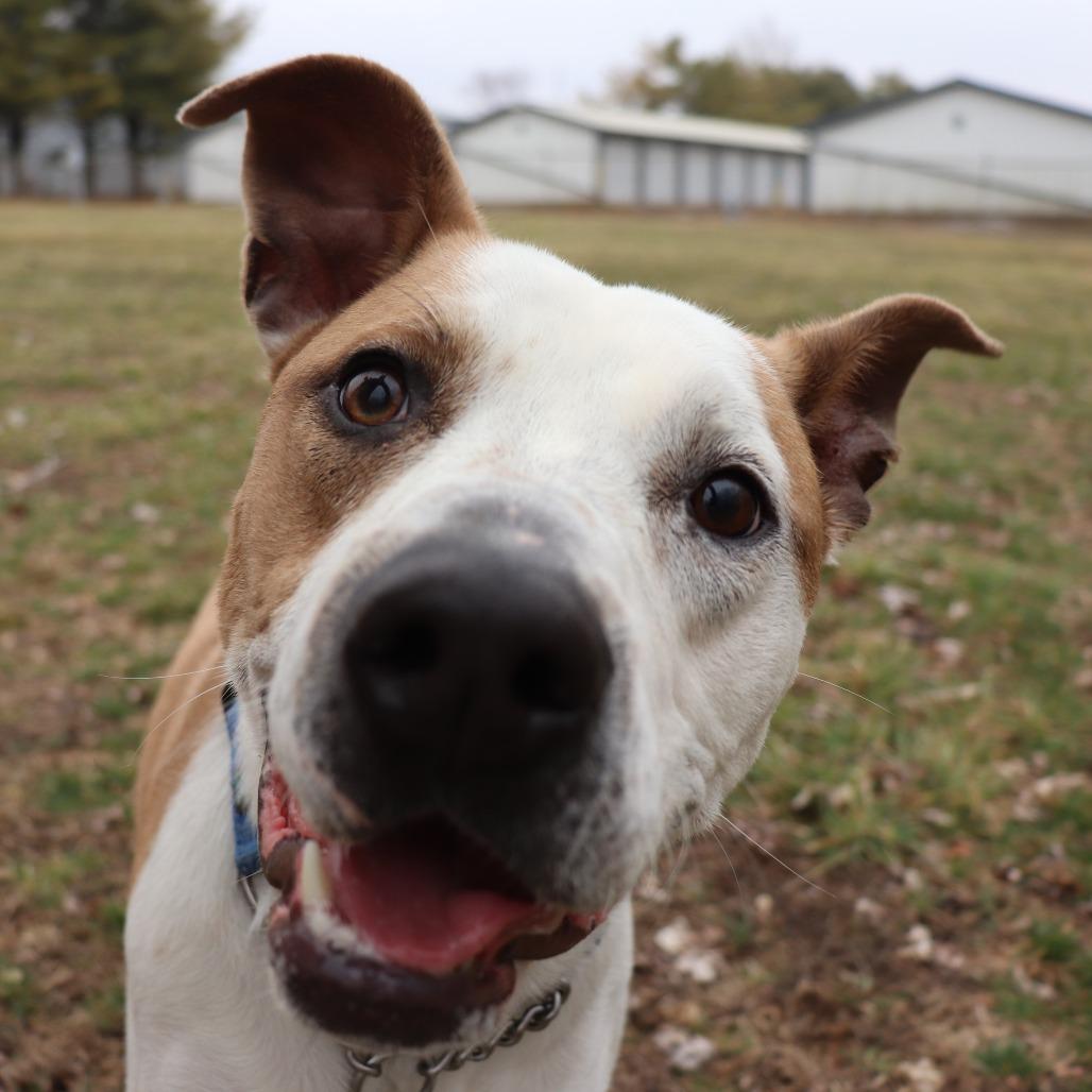 Enlarge Nutmeg, a Adoptable mixed breed in Brookfield, WI image 4/6