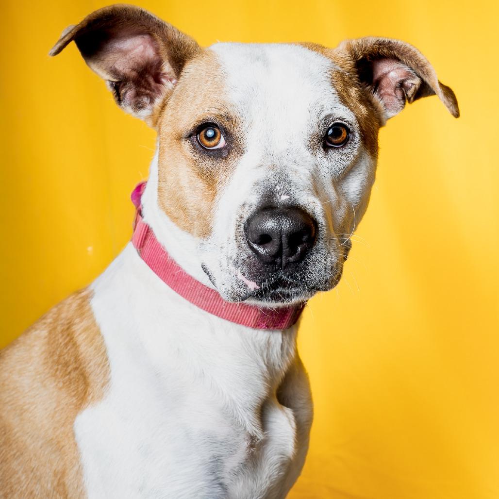 Enlarge Nutmeg, a Adoptable mixed breed in Brookfield, WI image 5/6