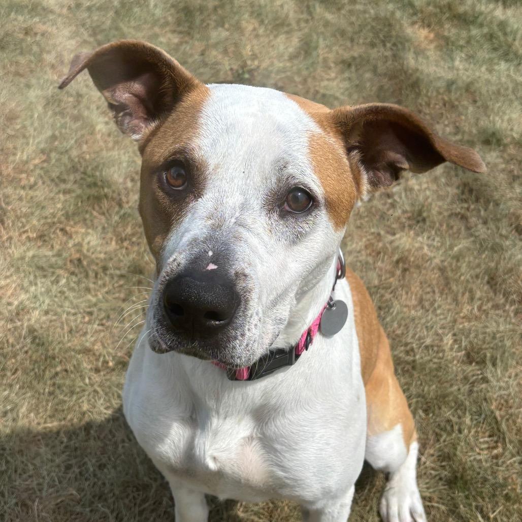 Enlarge Nutmeg, a Adoptable mixed breed in Brookfield, WI image 5/5