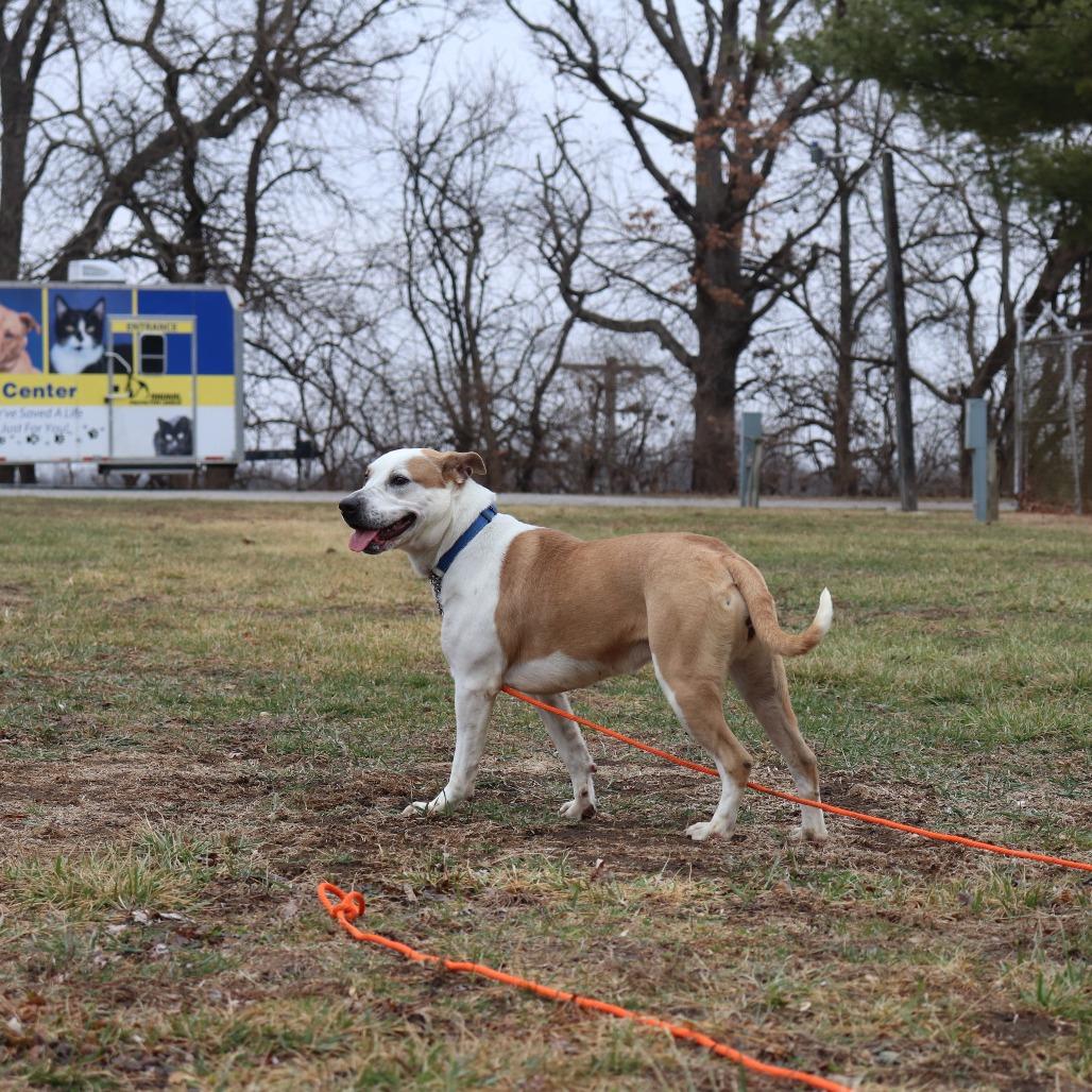 Enlarge Nutmeg, a Adoptable mixed breed in Brookfield, WI image 5/6