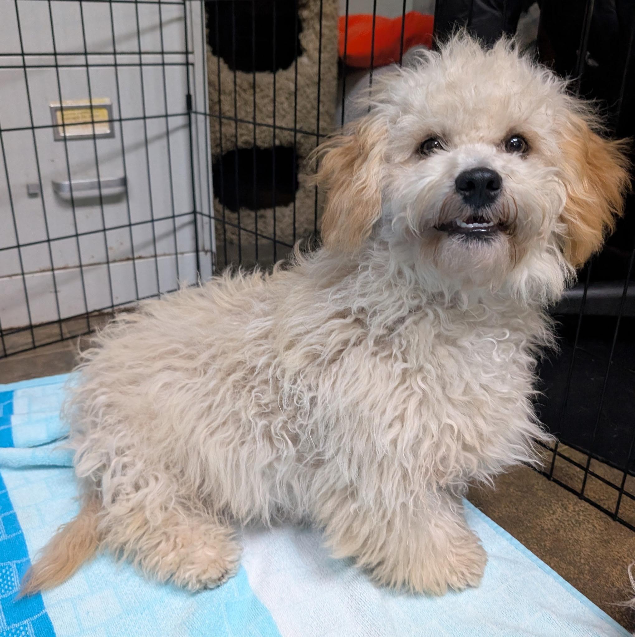 Enlarge Ekok, an adopted Maltipoo in Los Angeles, CA image 3/3