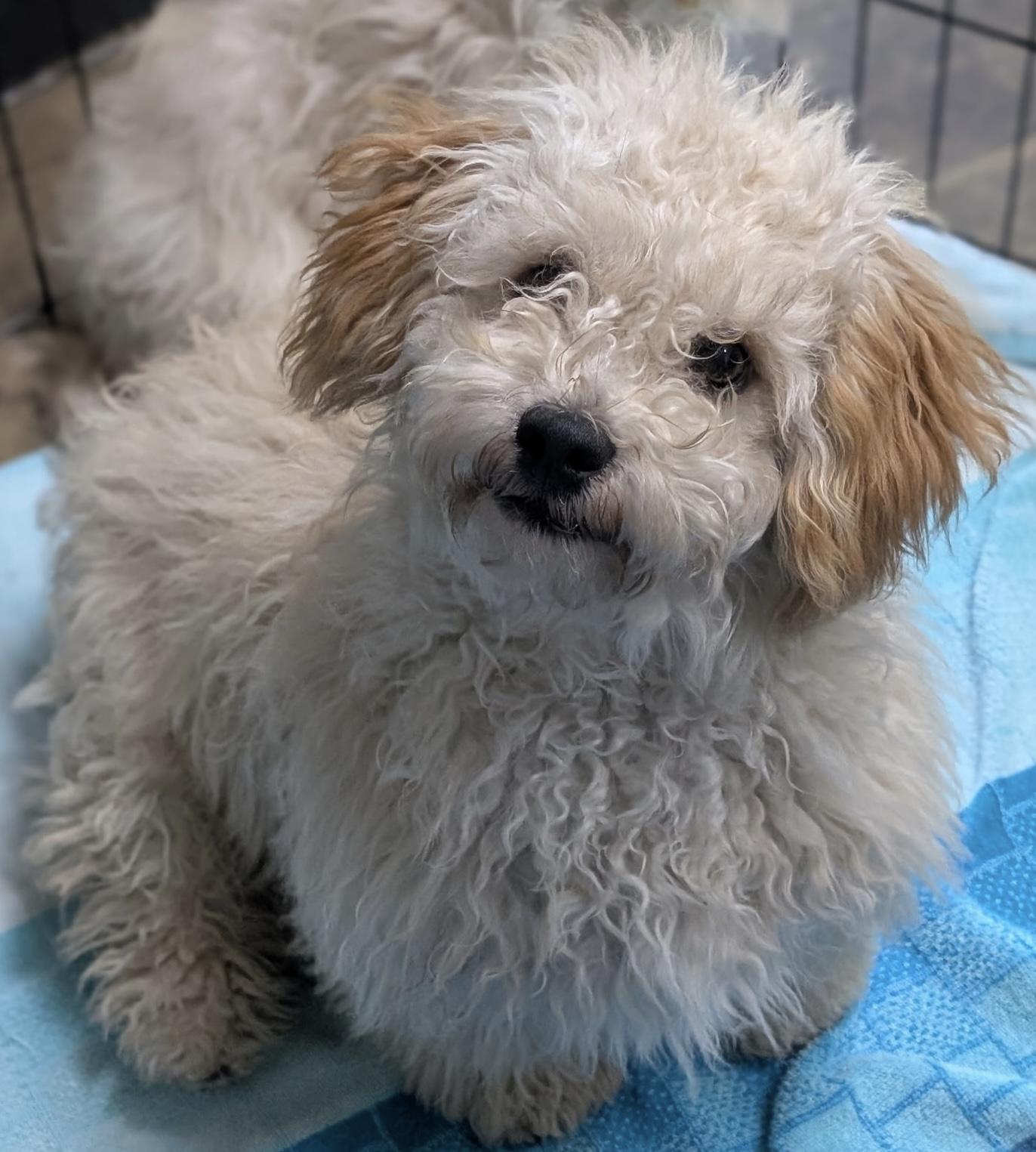 Enlarge Ekok, an adopted Maltipoo in Los Angeles, CA image 2/3