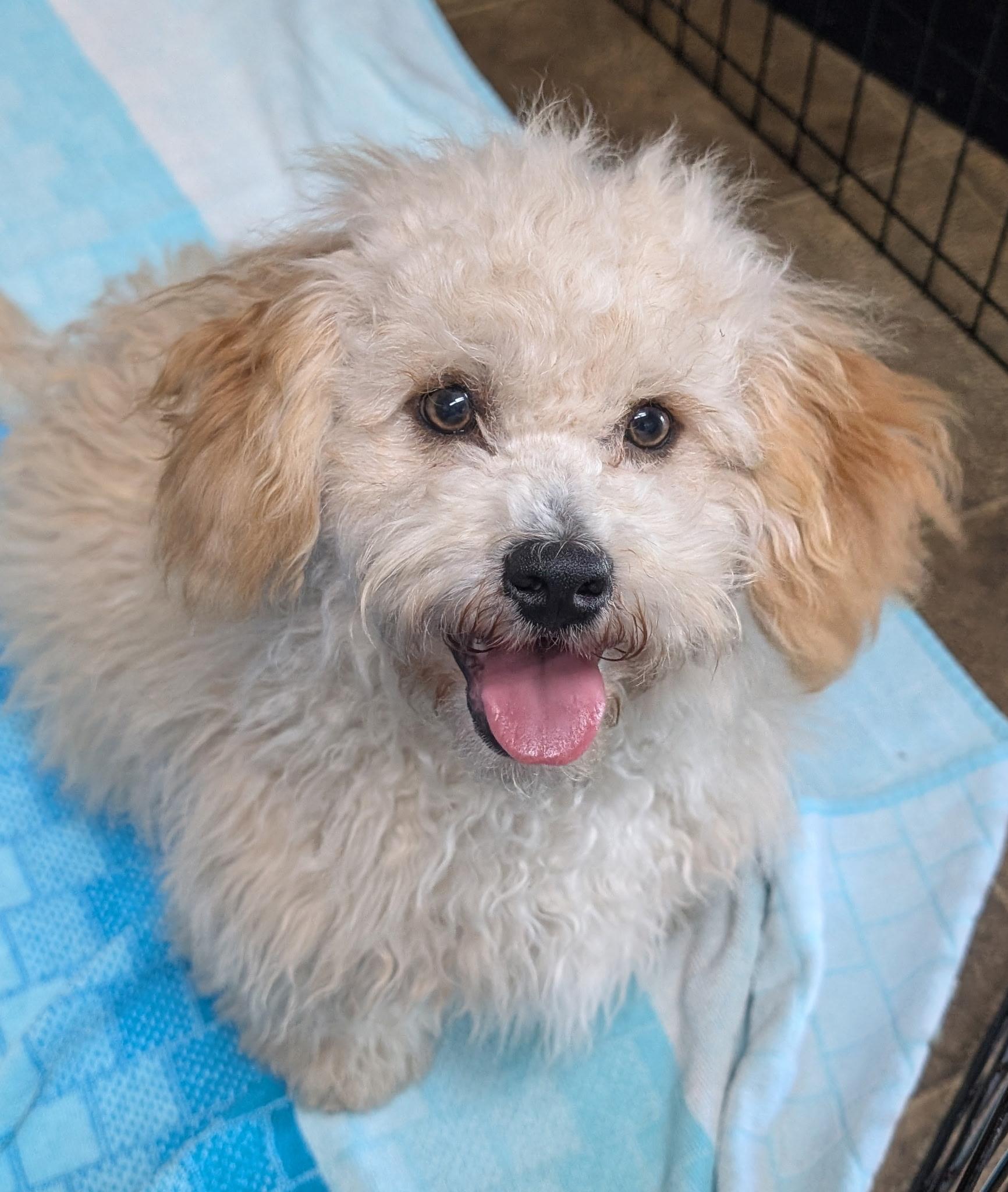 Enlarge Ekok, an adopted Maltipoo in Los Angeles, CA image 1/3