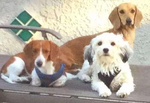 Chloe, Adopted, Young Female Dachshund.