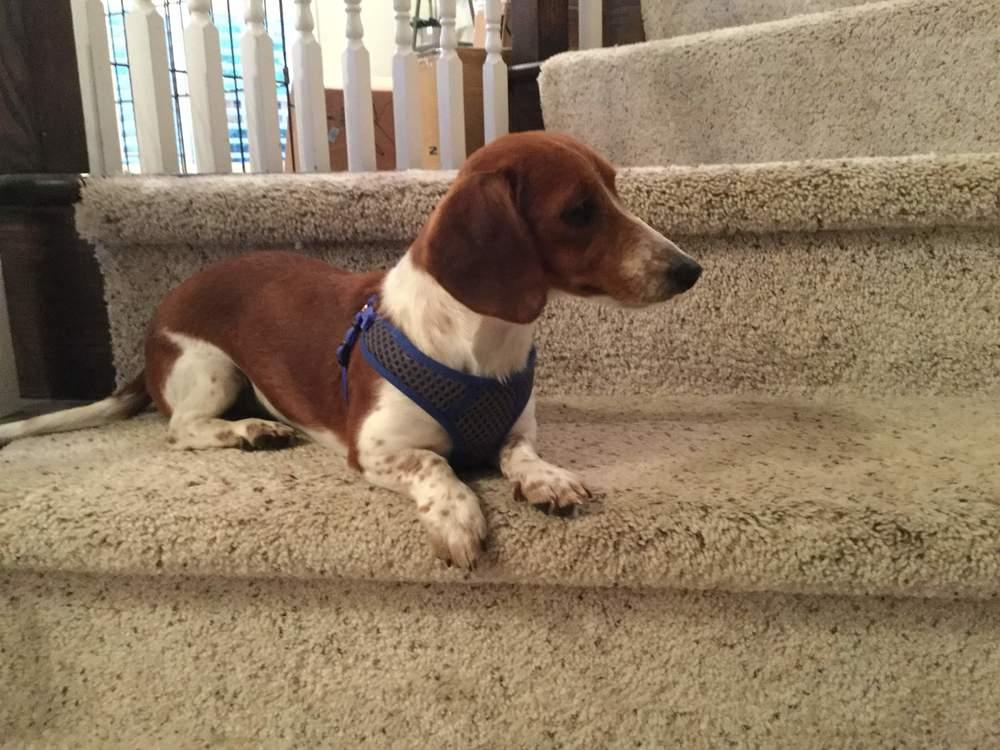 Enlarge Chloe, a Adopted Dachshund in Windsor, CA image 3/4