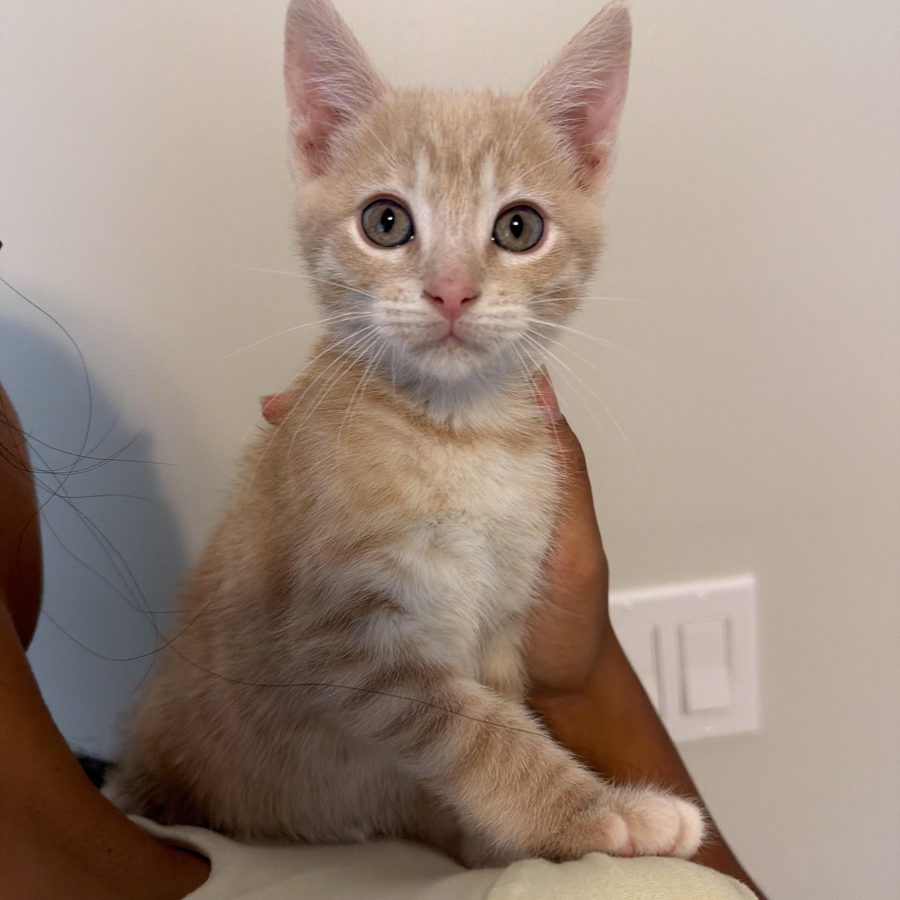 Cashew, Adoptable, Kitten Male Domestic Short Hair.