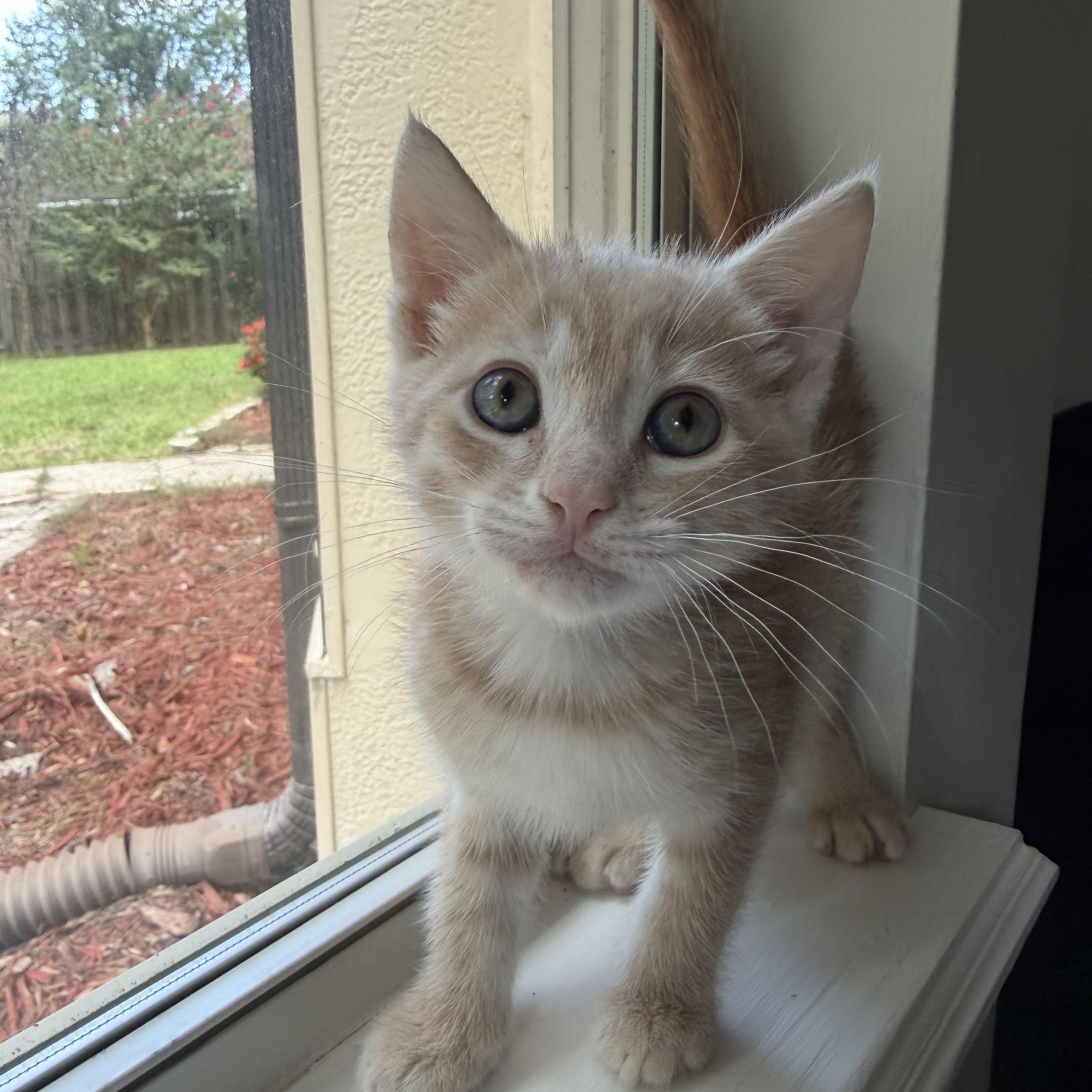 Enlarge Cashew, a Adoptable Domestic Short Hair in jacksonville, FL image 4/6