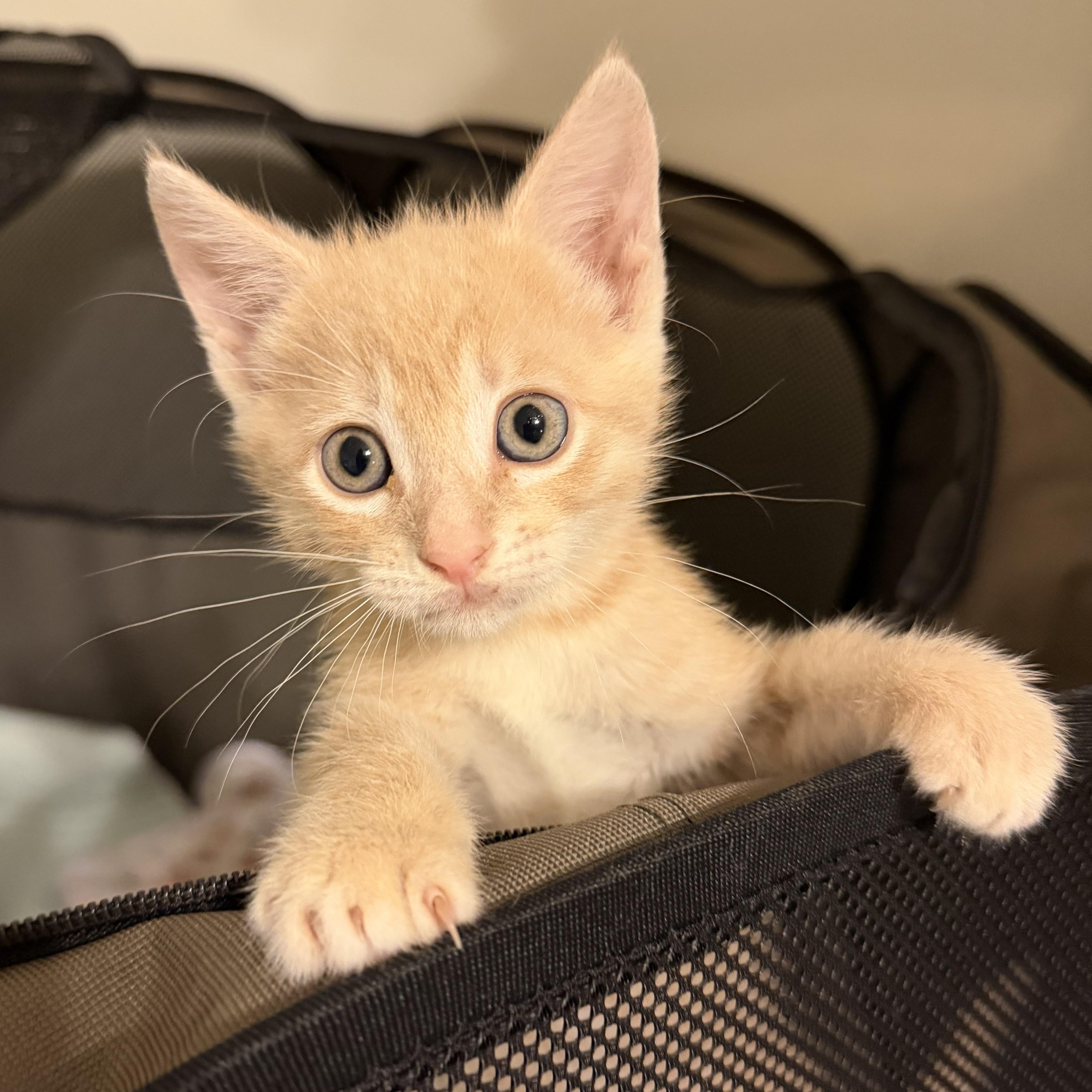 Enlarge Cashew, a Adoptable Domestic Short Hair in jacksonville, FL image 5/6