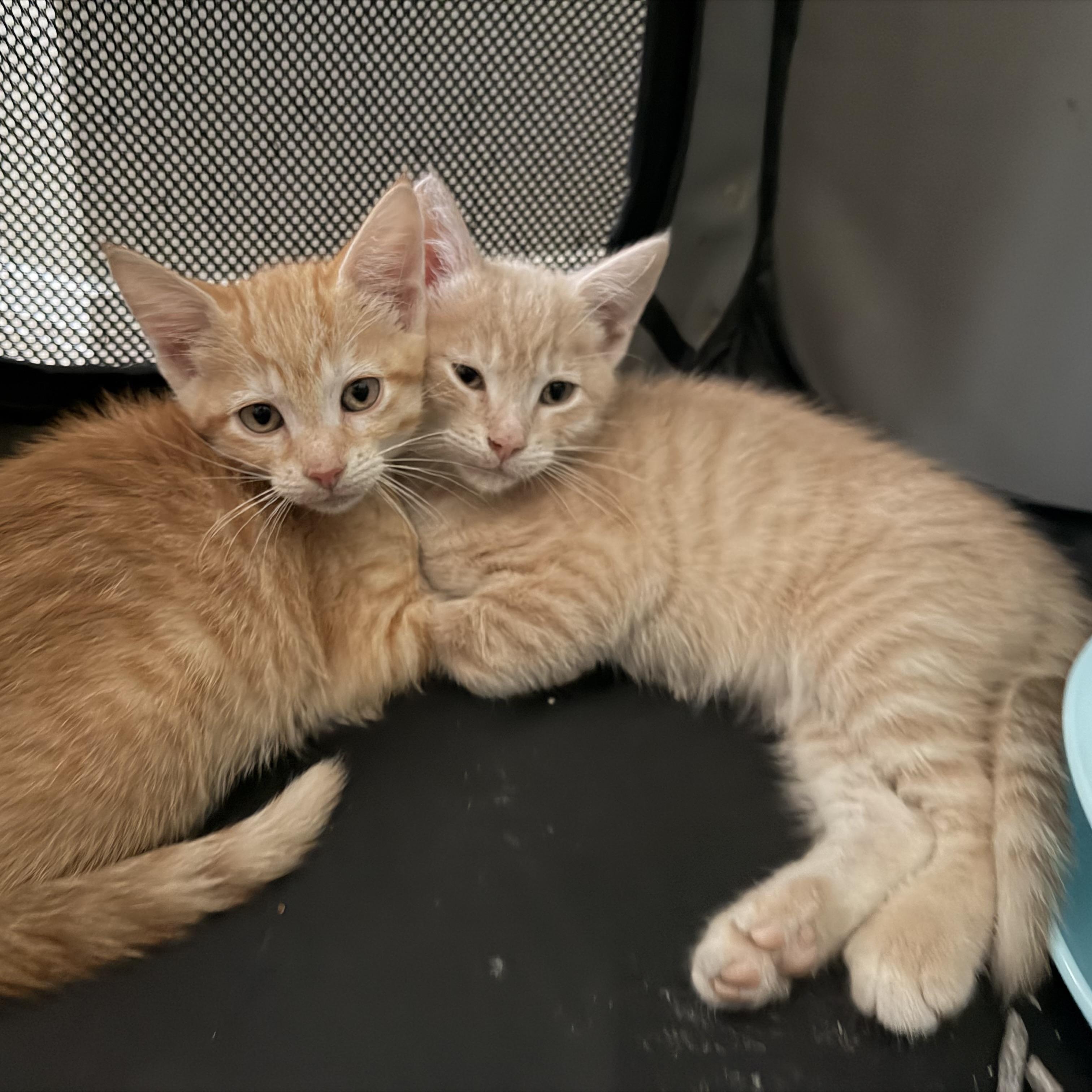 Enlarge Cashew, a Adoptable Domestic Short Hair in jacksonville, FL image 6/6