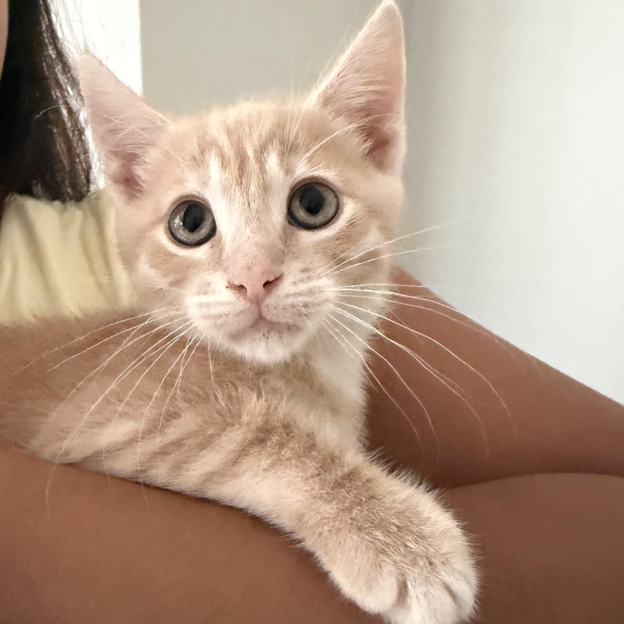 Enlarge Cashew, a Adoptable Domestic Short Hair in jacksonville, FL image 2/6