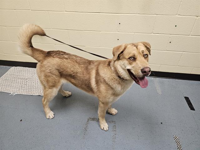 CHAPO, Adoptable, Young Male Anatolian Shepherd & Mixed Breed.