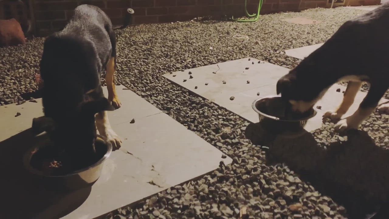 Enlarge Aladdin , a Adopted mixed breed in Magnolia, TX video 4/7