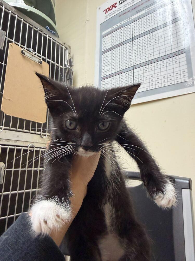 Enlarge Joy, a Adoptable Domestic Short Hair in Marietta, GA image 1/3