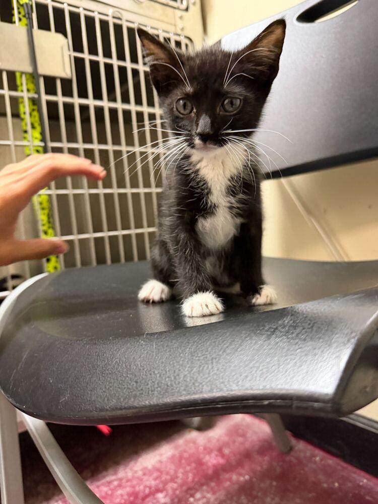 Enlarge Joy, a Adoptable Domestic Short Hair in Marietta, GA image 2/3