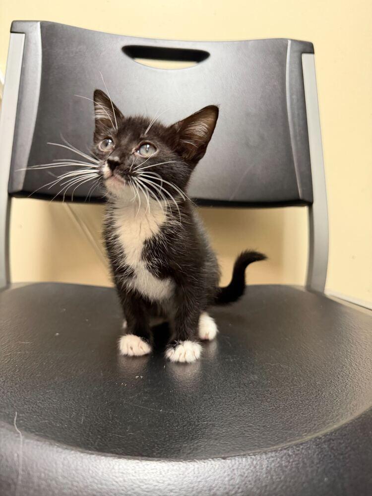 Enlarge Joy, a Adoptable Domestic Short Hair in Marietta, GA image 3/3