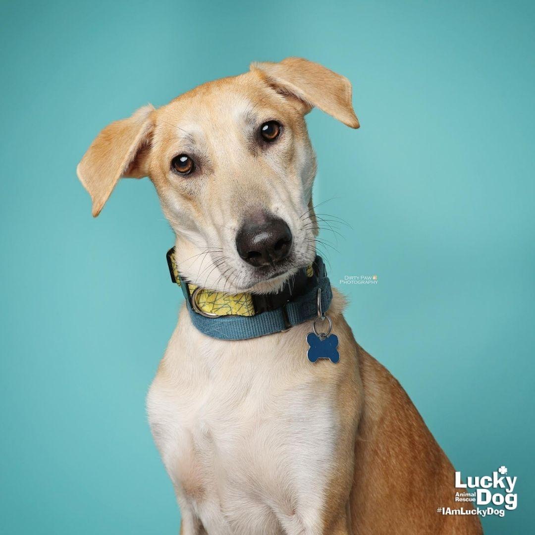 Enlarge Jared, a Adoptable mixed breed in Washington, DC image 1/3