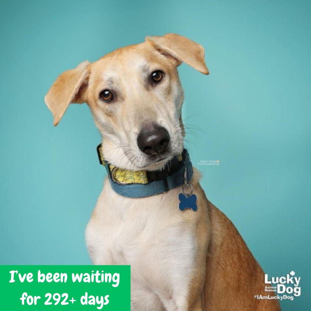 Enlarge Jared, a Adoptable mixed breed in Washington, DC image 1/3
