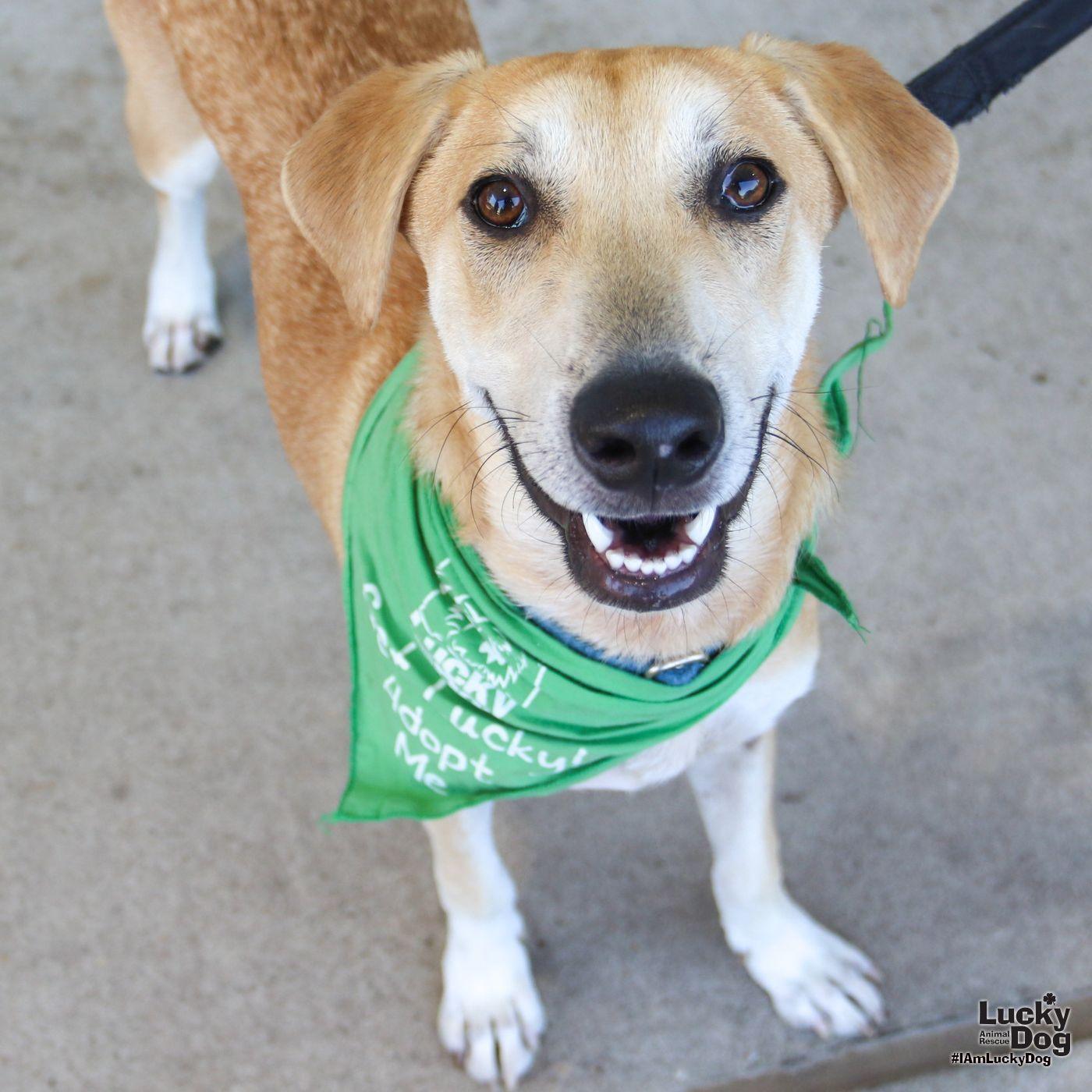 Jared, Adoptable, Young Male Labrador Retriever & Shepherd.