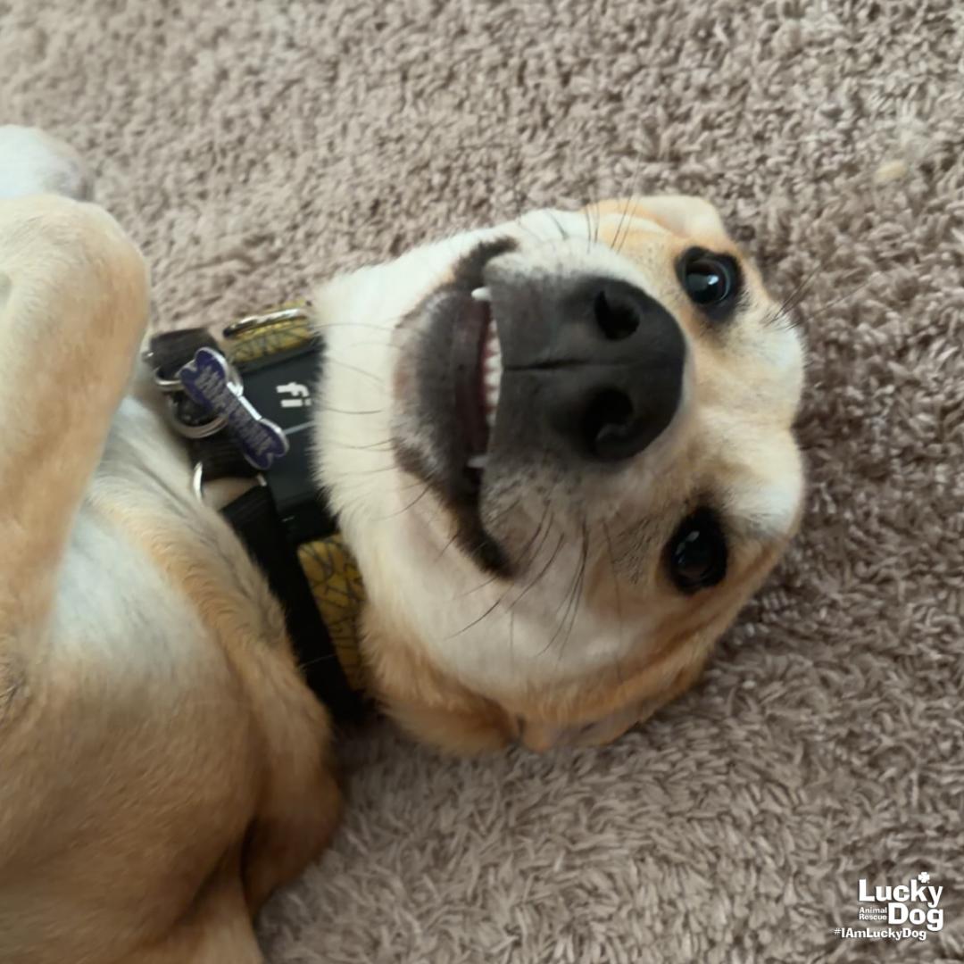 Enlarge Jared, a Adoptable mixed breed in Washington, DC image 3/3
