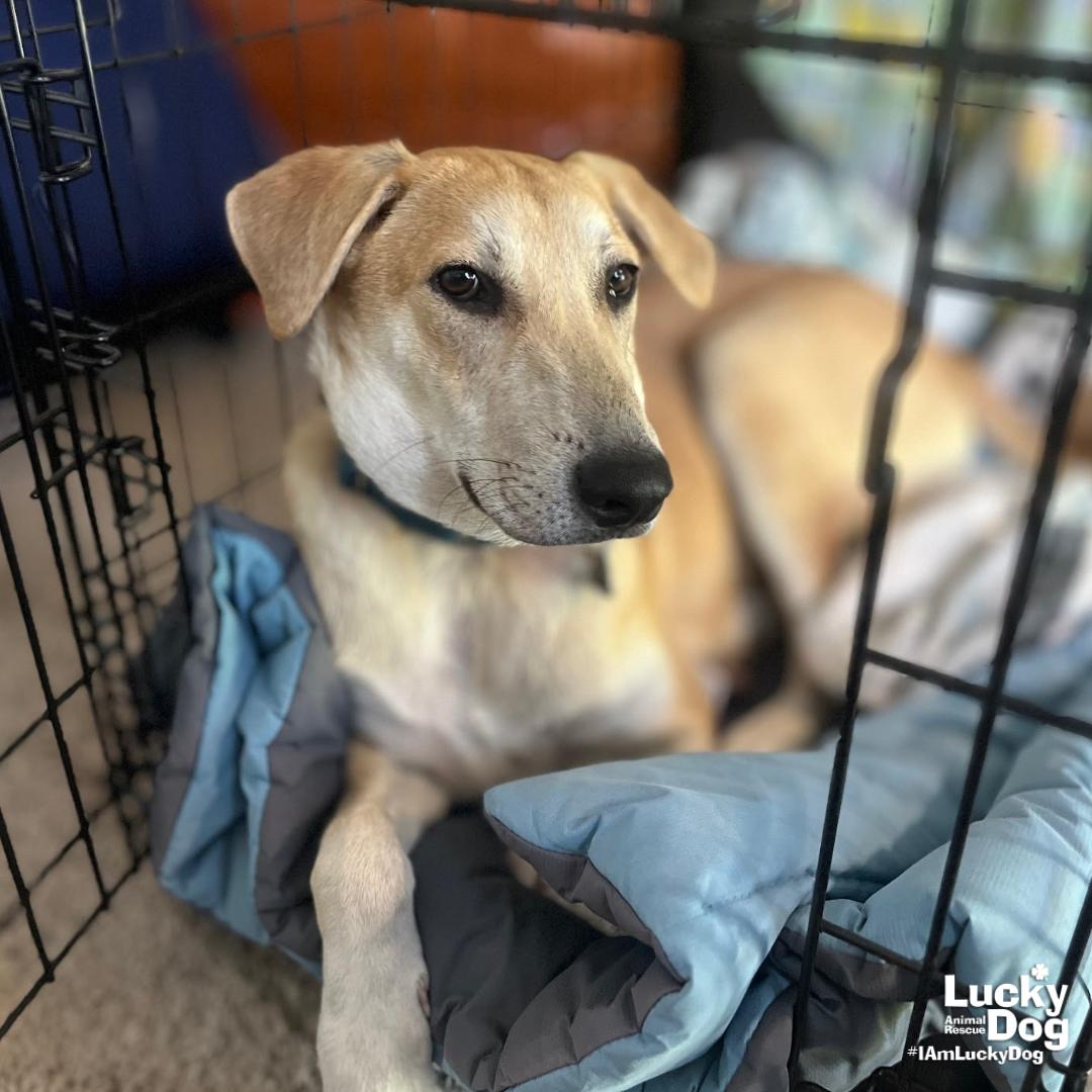 Enlarge Jared, a Adoptable mixed breed in Washington, DC image 2/3