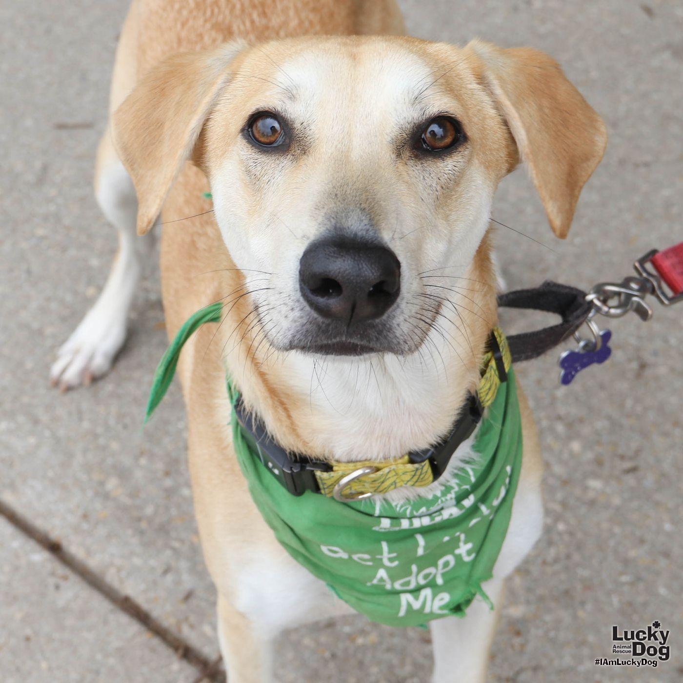 Enlarge Jared, a Adoptable mixed breed in Washington, DC image 2/3