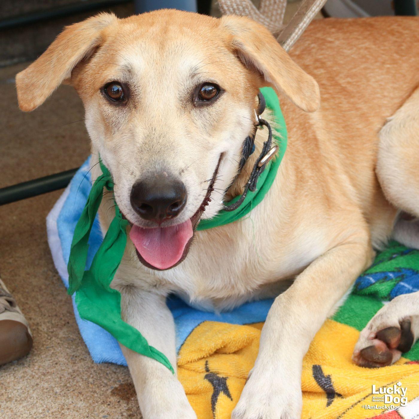 Enlarge Jared, a Adoptable mixed breed in Washington, DC image 3/3