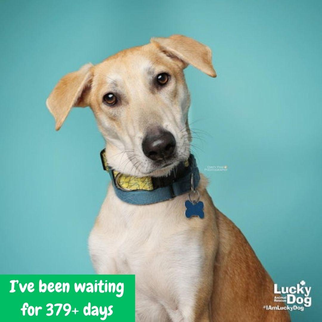 Jared, a Adoptable mixed breed in Washington, DC image 2/3