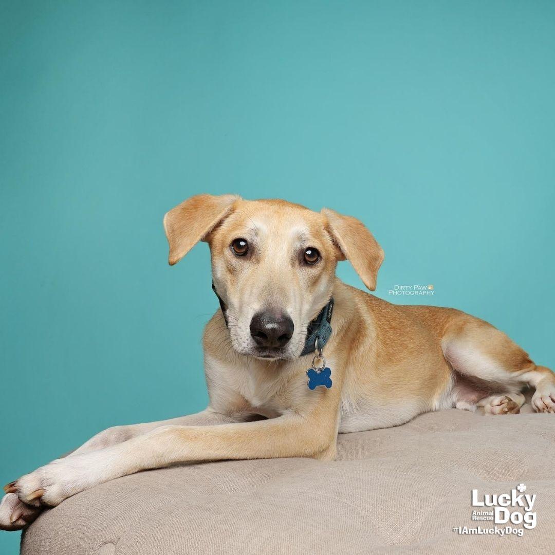 Enlarge Jared, a Adoptable mixed breed in Washington, DC image 3/3