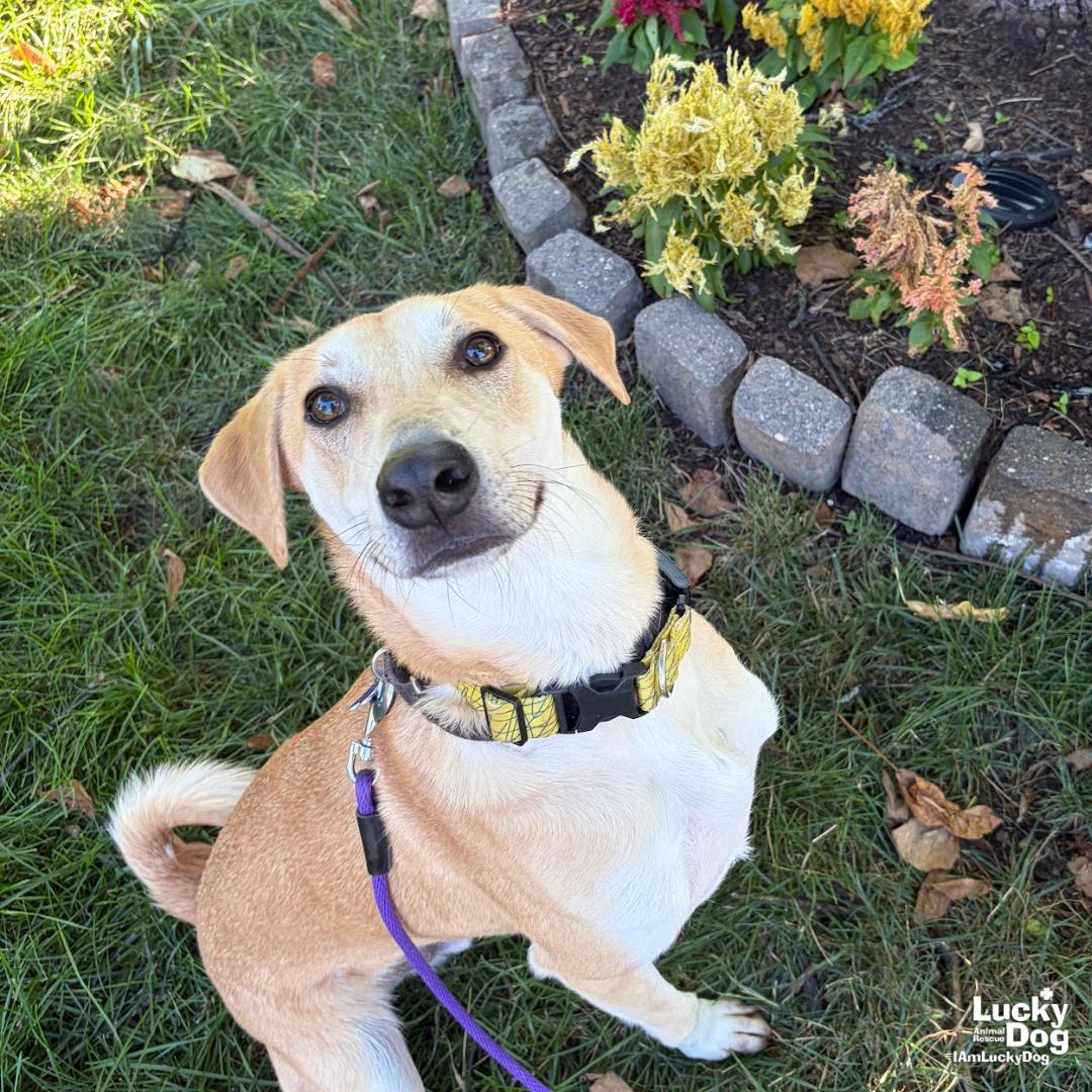 Jared, a Adoptable mixed breed in Washington, DC image 3/3