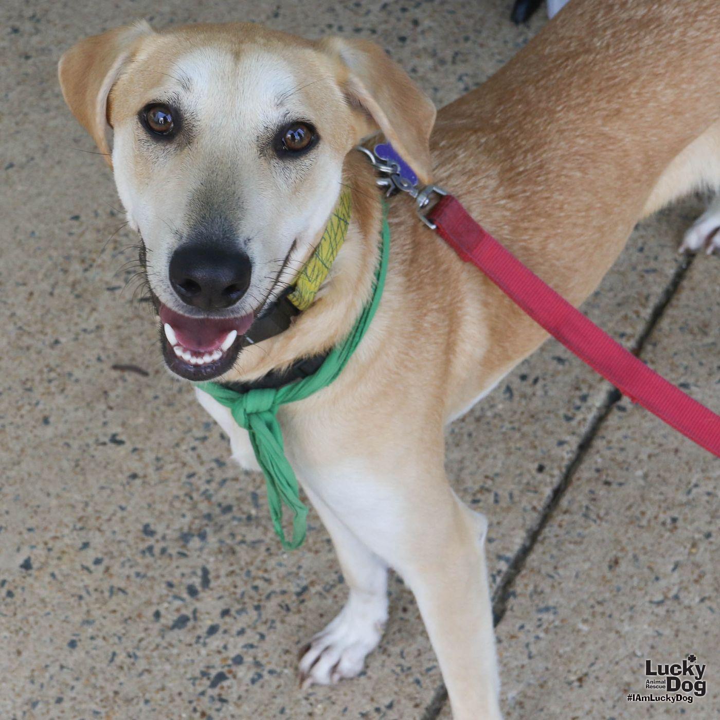 Enlarge Jared, a Adoptable mixed breed in Washington, DC image 3/3