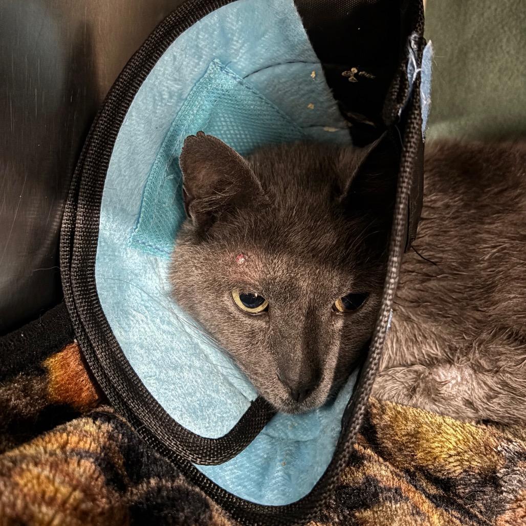 Bill, Adoptable, Adult Male Domestic Short Hair & Domestic Short Hair.