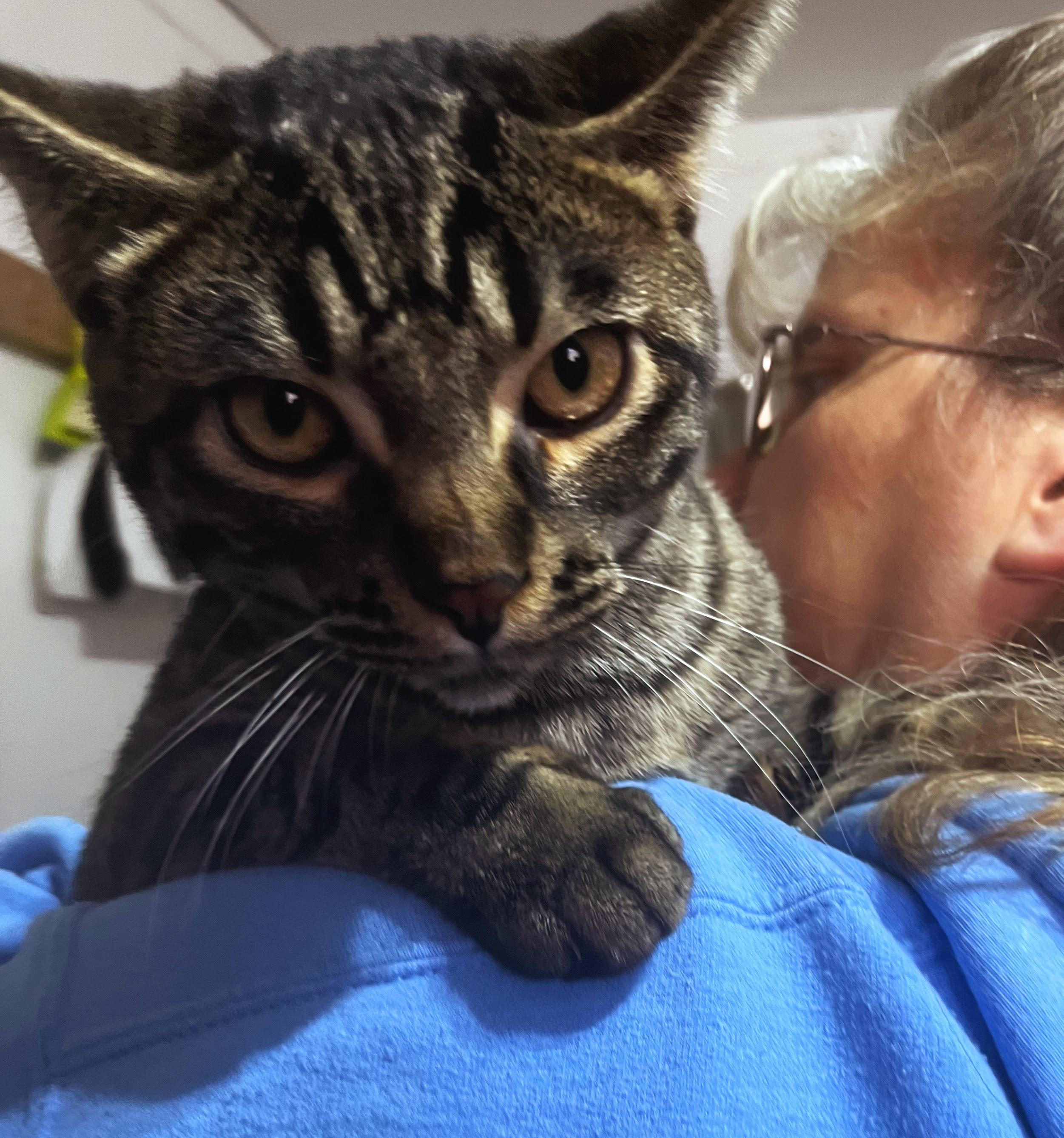 Tuck, ADOPTABLE, Young Male Tabby.