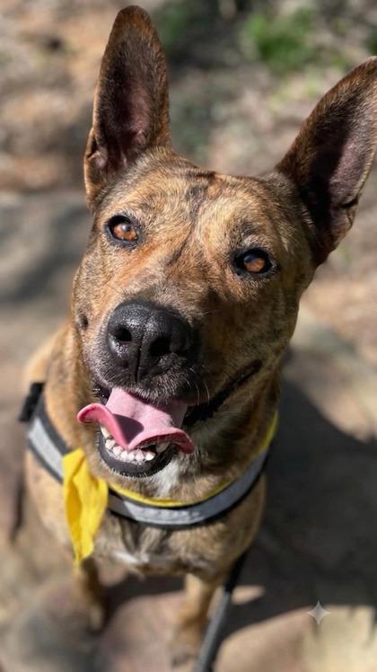 Enlarge Paisley, a ADOPTABLE mixed breed in Plano, TX image 2/5