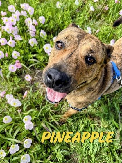Enlarge Paisley, a ADOPTABLE mixed breed in Plano, TX image 4/5