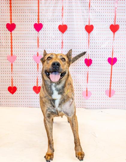 Enlarge Paisley, a ADOPTABLE mixed breed in Plano, TX image 5/5