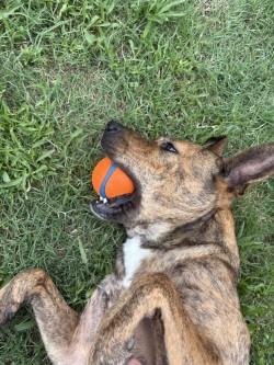 Enlarge Paisley, a ADOPTABLE mixed breed in Plano, TX image 3/5